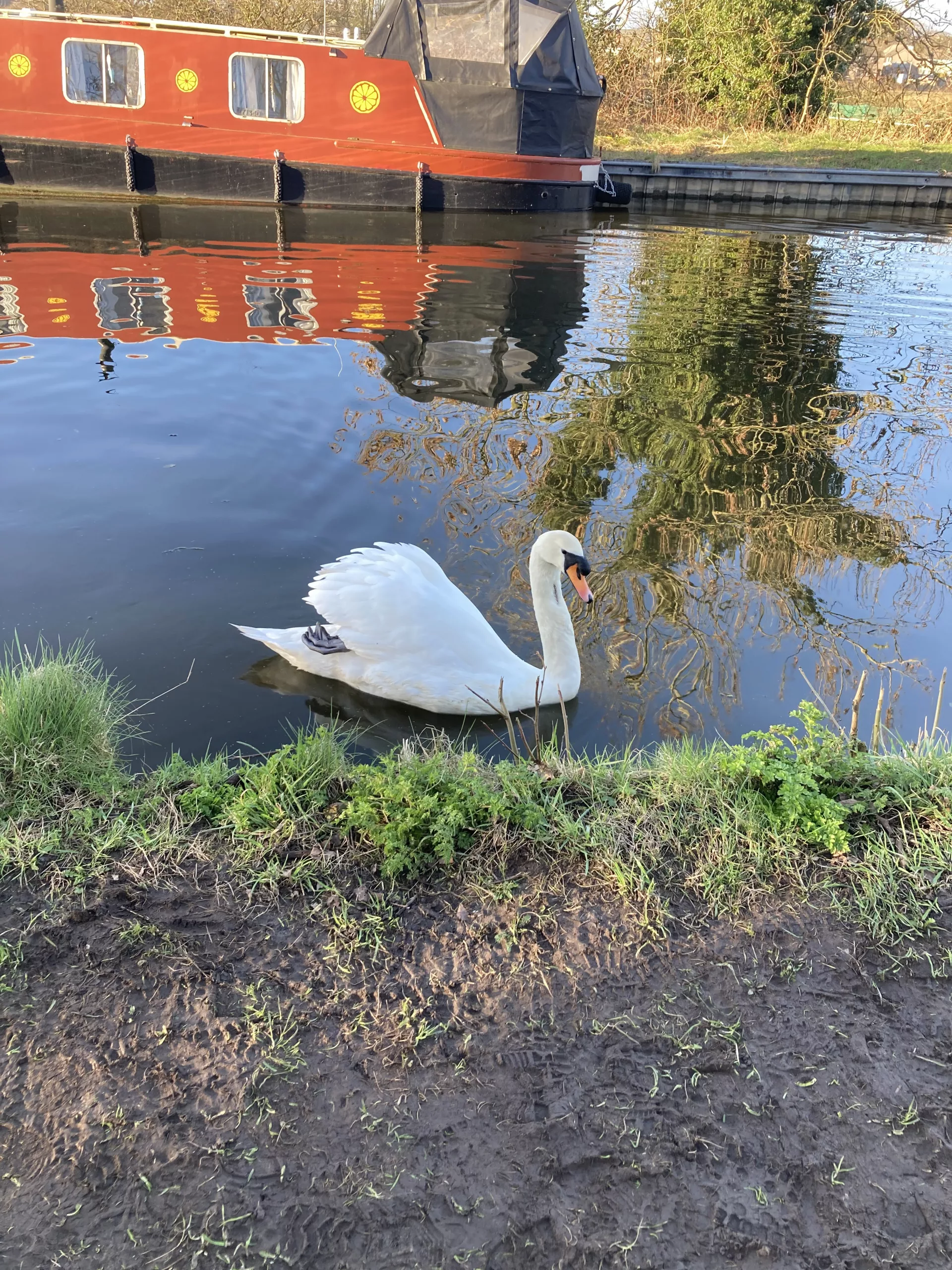 A white swan swims near the grassy edge of a canal, with a red and black canal boat—perhaps used for House Removals In Galgate—and trees reflecting in the calm water.